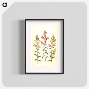 アートポスター-Antirrhinum majus
 - マリア ジビーラ メーリアン Poster.