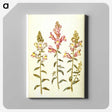 2-89_Maria-Sibylla-Merian_canvas