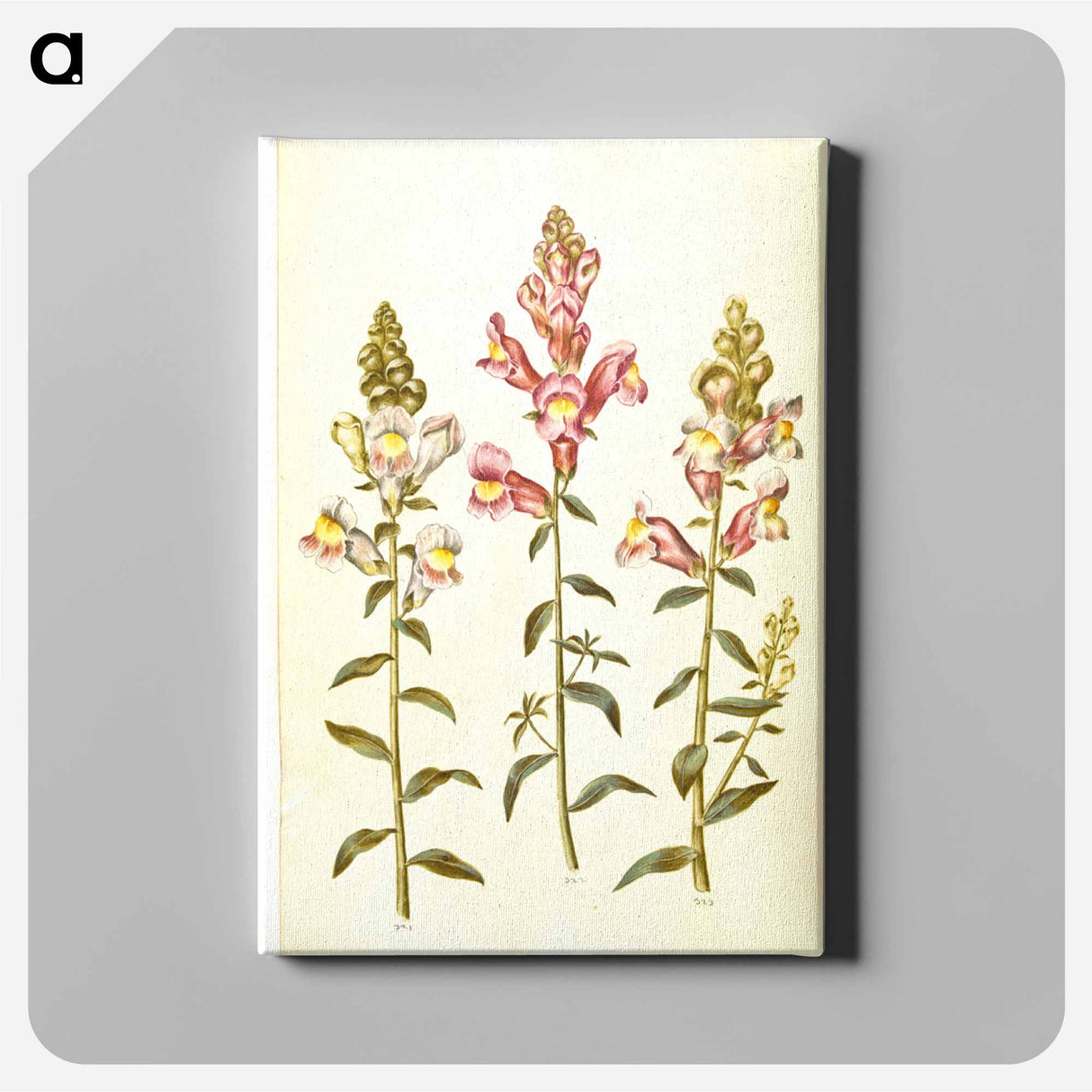 アートパネル-Antirrhinum majus
 - マリア ジビーラ メーリアン Canvas.