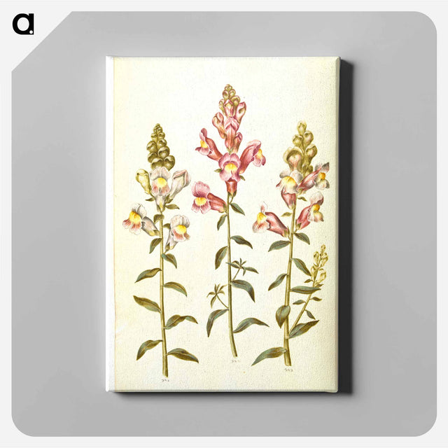 アートパネル-Antirrhinum majus
 - マリア ジビーラ メーリアン Canvas.