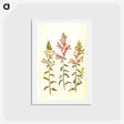 アートポストカード-Antirrhinum majus
 - マリア ジビーラ メーリアン Postcard.