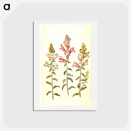 アートポストカード-Antirrhinum majus
 - マリア ジビーラ メーリアン Postcard.