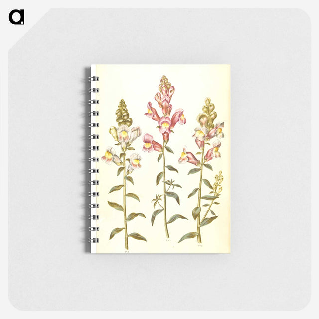 2-89_Maria-Sibylla-Merian_memo
