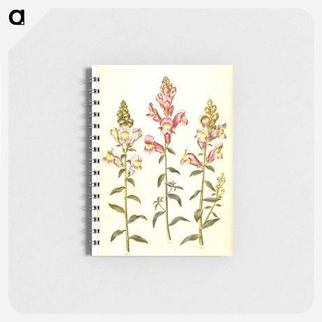アートメモ帳-Antirrhinum majus
 - マリア ジビーラ メーリアン Memo.