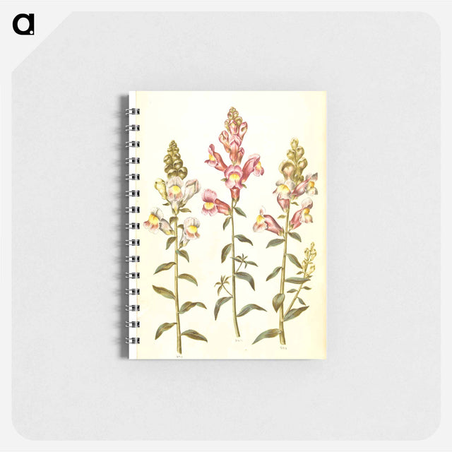 アートメモ帳-Antirrhinum majus
 - マリア ジビーラ メーリアン Memo.