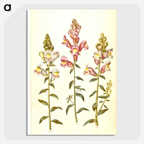 2-89_Maria-Sibylla-Merian_picture-crop