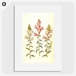 2-89_Maria-Sibylla-Merian_picture