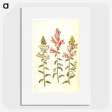 2-89_Maria-Sibylla-Merian_picture