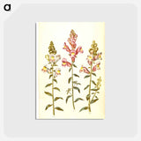 アートポストカード-Antirrhinum majus
 - マリア ジビーラ メーリアン Postcard.