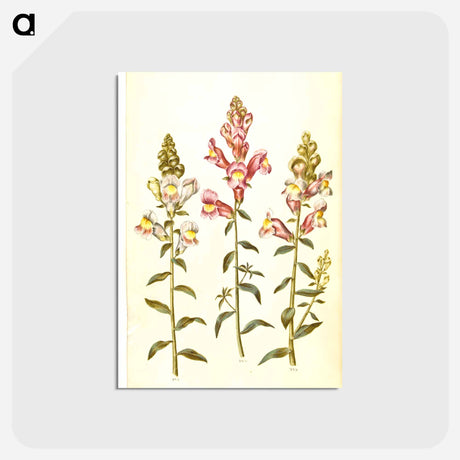 アートポストカード-Antirrhinum majus
 - マリア ジビーラ メーリアン Postcard.