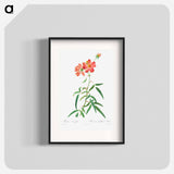 Rosa Longifolia - Pierre Joseph Redouté Poster.