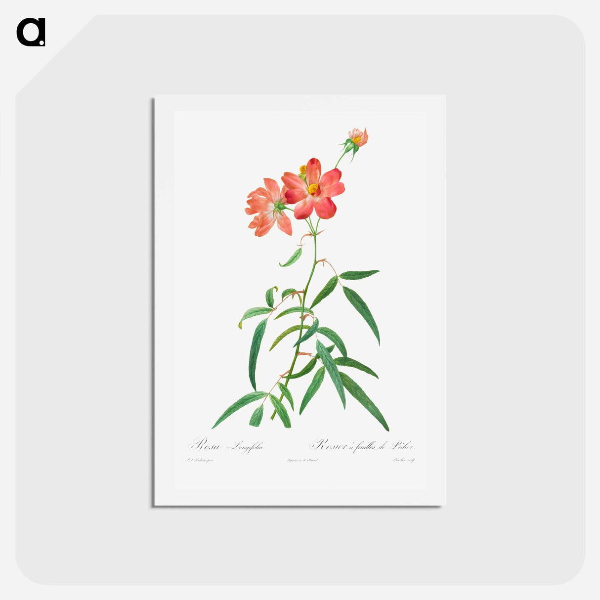 アートポストカード-Rosa Longifolia - ピエール ジョゼフ ルドゥーテ Postcard.