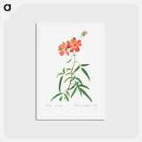 アートポストカード-Rosa Longifolia - ピエール ジョゼフ ルドゥーテ Postcard.