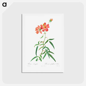 アートポストカード-Rosa Longifolia - ピエール ジョゼフ ルドゥーテ Postcard.