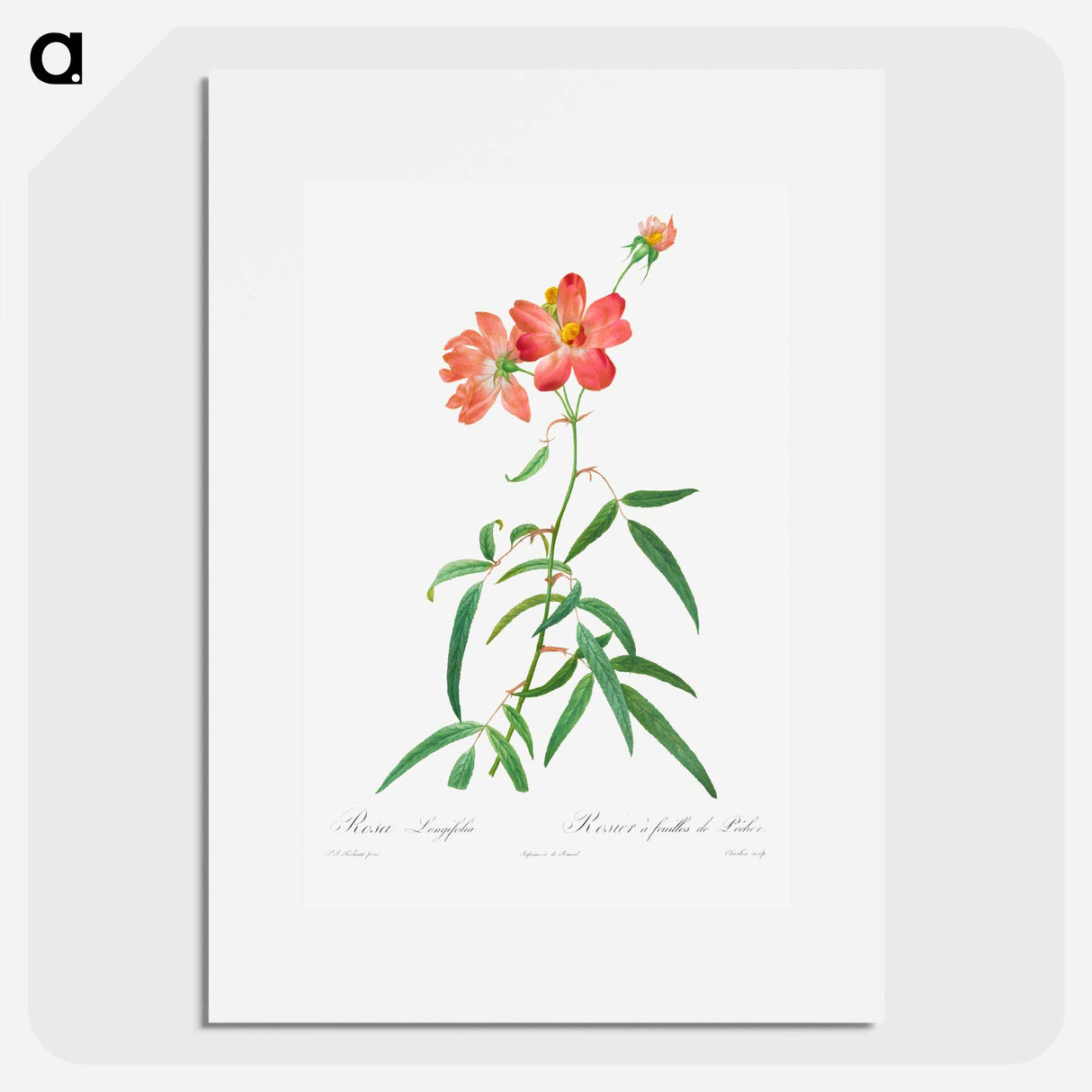 Rosa Longifolia - Pierre Joseph Redouté Poster.