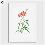 Rosa Longifolia - Pierre Joseph Redouté Poster.