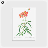 アートポストカード-Rosa Longifolia - ピエール ジョゼフ ルドゥーテ Postcard.