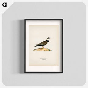 アートポスター-European Roller
 - スヴェンスカ フォグラル Poster.
