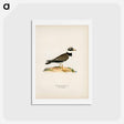 アートポストカード-European Roller
 - スヴェンスカ フォグラル Postcard.