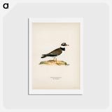 アートポストカード-European Roller
 - スヴェンスカ フォグラル Postcard.