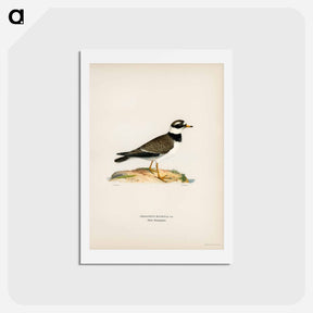 アートポストカード-European Roller
 - スヴェンスカ フォグラル Postcard.