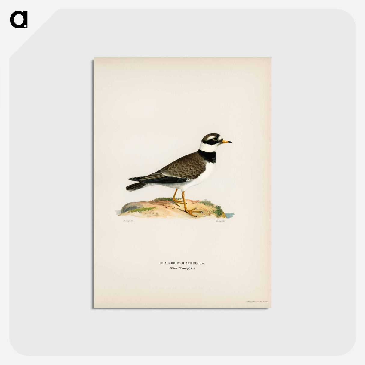アートポストカード-European Roller
 - スヴェンスカ フォグラル Postcard.