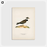 アートポストカード-European Roller
 - スヴェンスカ フォグラル Postcard.