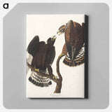 アートパネル-Rough-legged Falcon from Birds of America
 - アメリカの鳥たち Canvas.