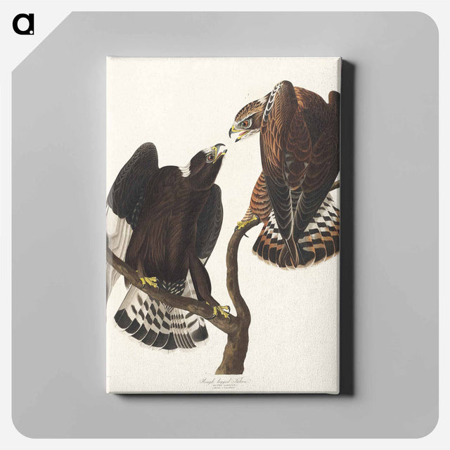 アートパネル-Rough-legged Falcon from Birds of America
 - アメリカの鳥たち Canvas.