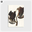 アートポストカード-Rough-legged Falcon from Birds of America
 - アメリカの鳥たち Postcard.
