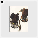 アートポストカード-Rough-legged Falcon from Birds of America
 - アメリカの鳥たち Postcard.