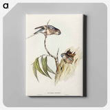 アートパネル-Bouke's Grass-Parakeet
 - オーストラリアの鳥 Canvas.