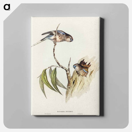 アートパネル-Bouke's Grass-Parakeet
 - オーストラリアの鳥 Canvas.