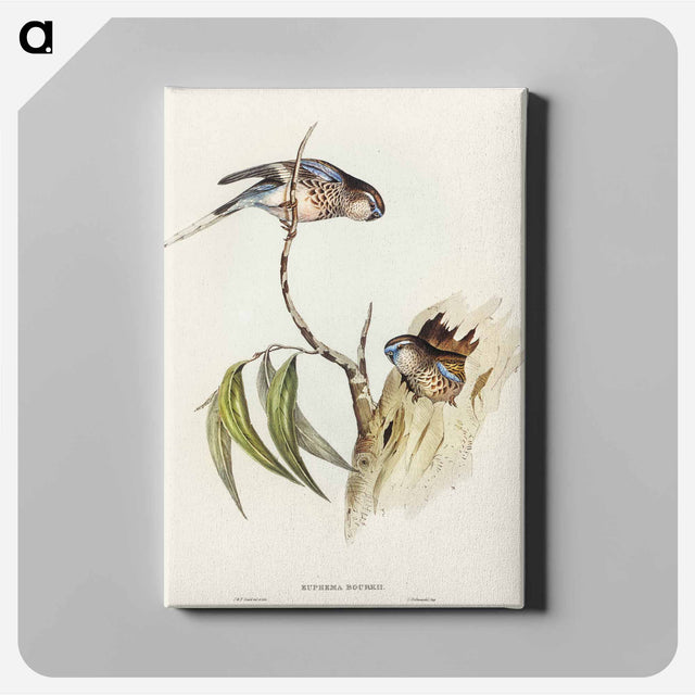 アートパネル-Bouke's Grass-Parakeet
 - オーストラリアの鳥 Canvas.
