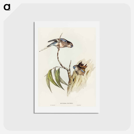 アートポストカード-Bouke's Grass-Parakeet
 - オーストラリアの鳥 Postcard.