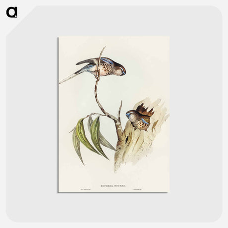 アートポストカード-Bouke's Grass-Parakeet
 - オーストラリアの鳥 Postcard.