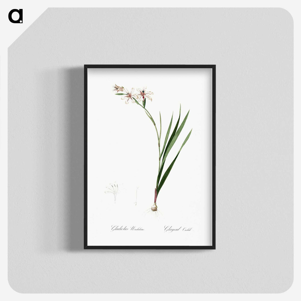 2-89_The-Lilies_blk-crop