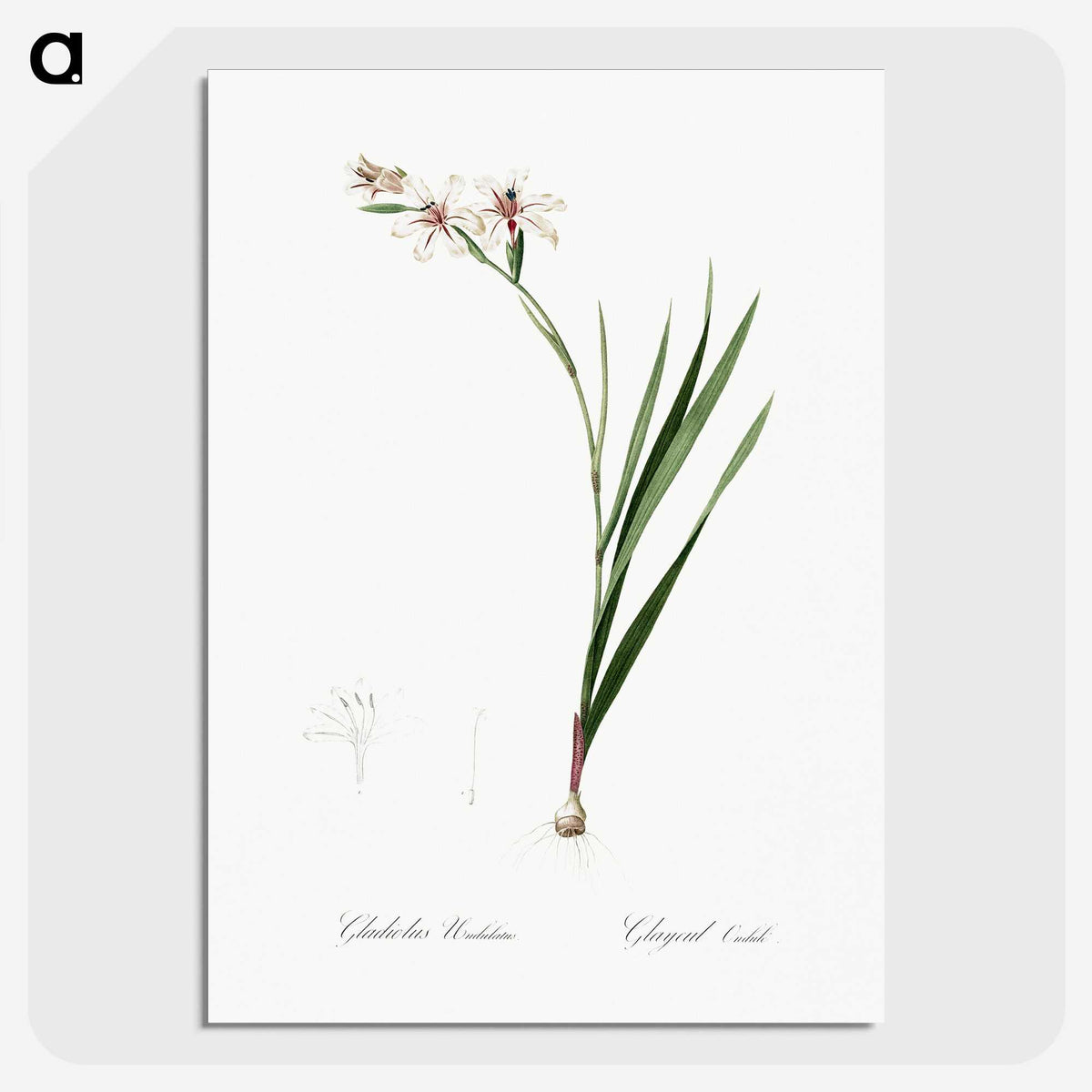 2-89_The-Lilies_picture-crop