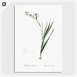 2-89_The-Lilies_picture-crop