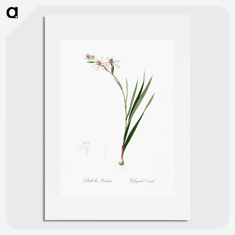 2-89_The-Lilies_picture