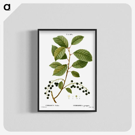 2-89_Treatise-on-Trees-and-Shrubs_blk-crop