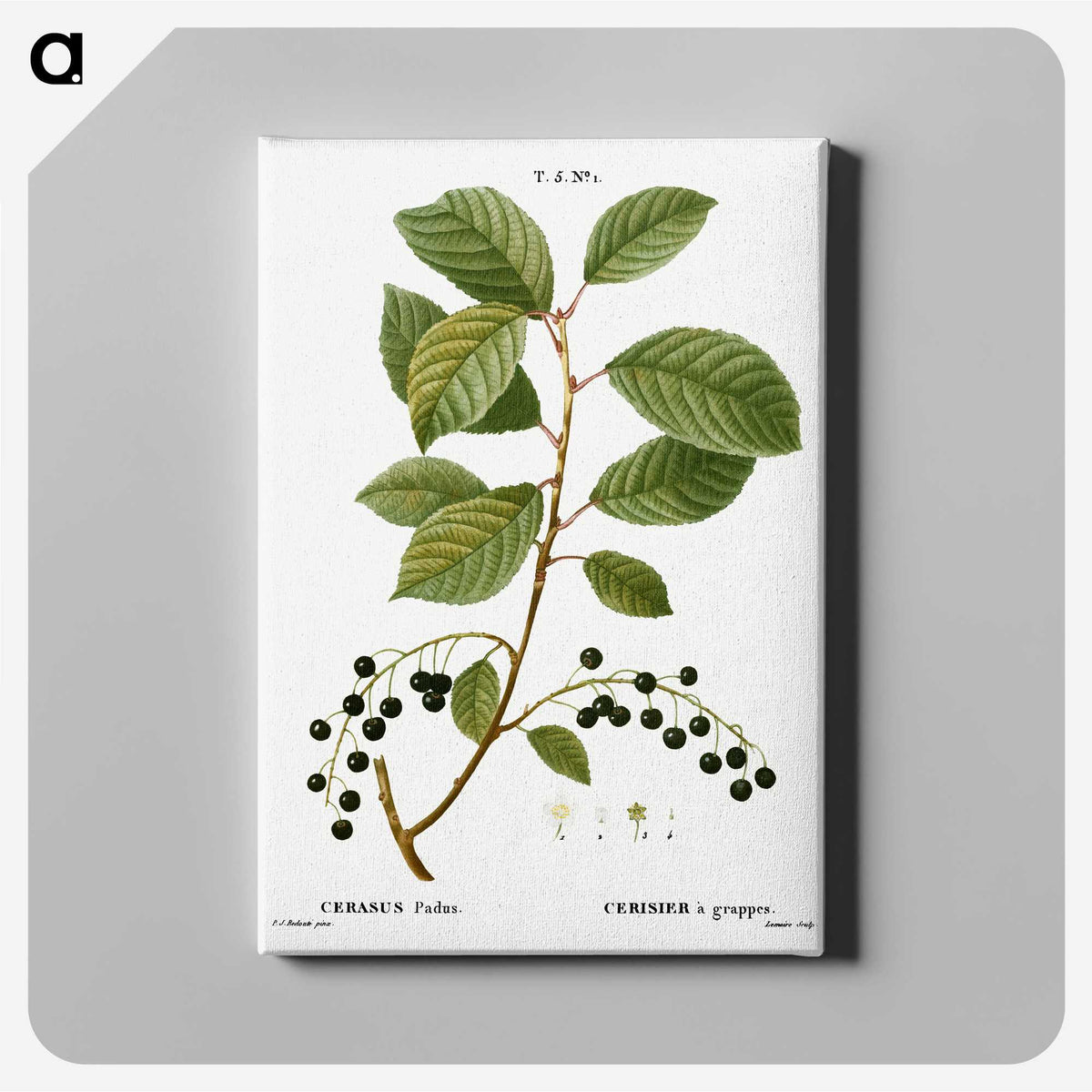 2-89_Treatise-on-Trees-and-Shrubs_canvas