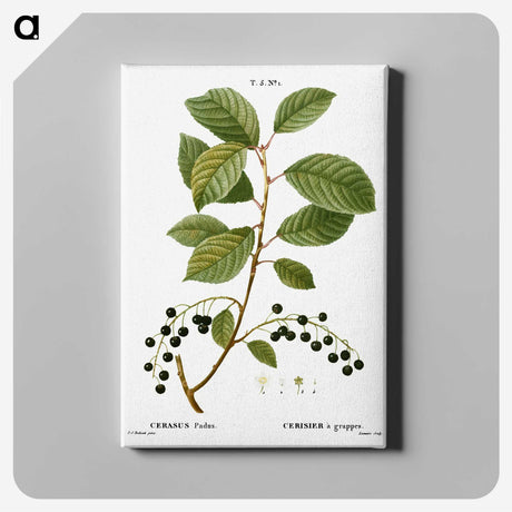 2-89_Treatise-on-Trees-and-Shrubs_canvas