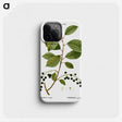 2-89_Treatise-on-Trees-and-Shrubs_phone