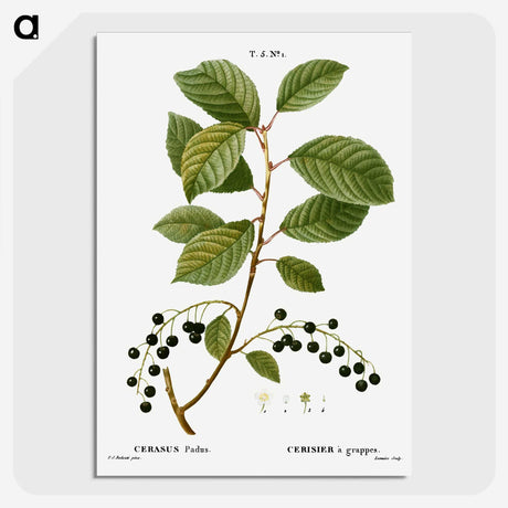 2-89_Treatise-on-Trees-and-Shrubs_picture-crop