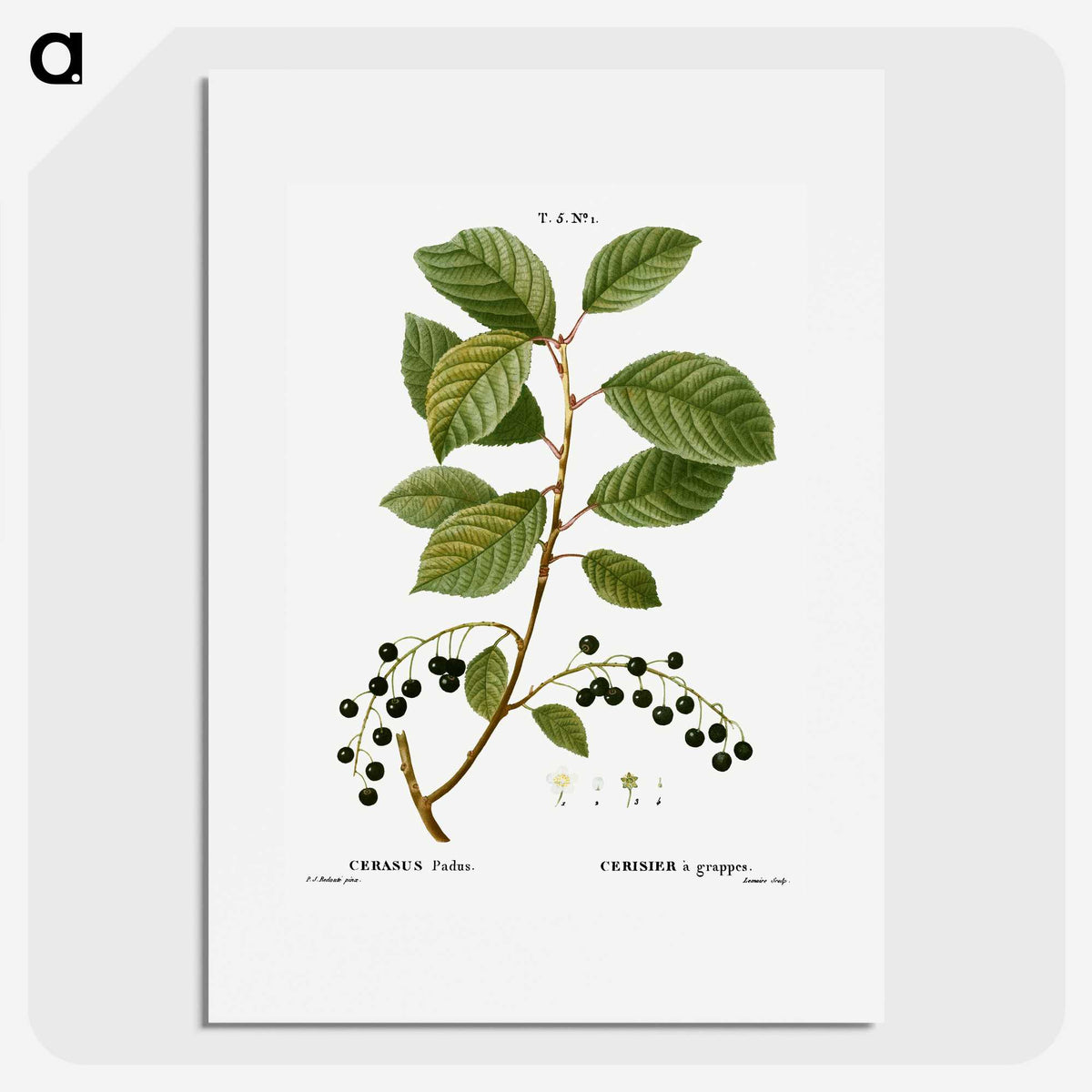 2-89_Treatise-on-Trees-and-Shrubs_picture