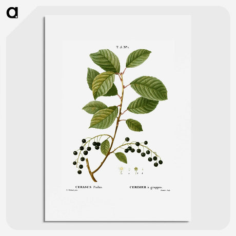 2-89_Treatise-on-Trees-and-Shrubs_picture