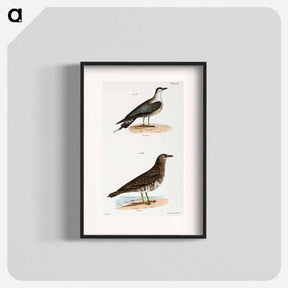 アートポスター-Arctic Hawk Gull (Lestris buffoni) 292. Pomarine Hawk Gull (Lestris pomarinus) illustration from Zoology of New York by - ニューヨークの動物学 Poster.