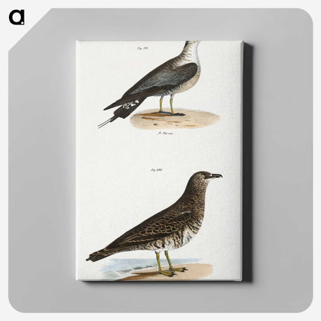 2-89_Zoology-of-New-York_canvas