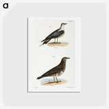 2-89_Zoology-of-New-York_hagaki